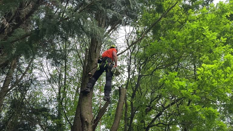 Best Hedge Trimming  in Port Carbon, PA